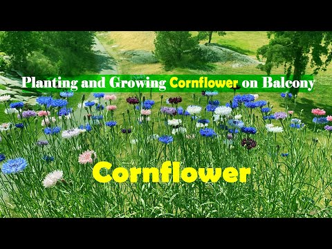 Video: Asul Na Cornflower