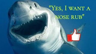 Shark Intelligence Part 6: Personalities
We continue the shark intelligence series by talking about personalities.
Blackgill Video:
https://www.youtube.com/watch?v=3EAQsOOUxS0
White Shark Video Personalities:
https://www.youtube.com/watch?v=3ZWnLxK9RNc&t=1s
White Shark Videos Channel:
https://www.youtube.com/@UCxt24XSx2rhMr7NU19GzCAQ
Follow my other content
deviantART: https://www.deviantart.com/sharktoz
Sound Cloud: https://soundcloud.com/hudson-parker-2
Discord: https://discord.gg/WHAgdxF7
Instagram: https://www.instagram.com/sharktoz/ Shark Intelligence Part 6: Personalities