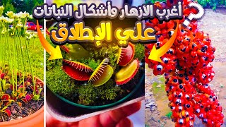 اغرب الازهار واشكال النباتات على الإطلاق