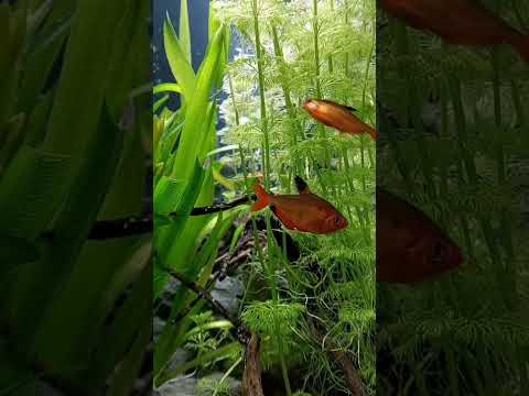 Red serpae tetras!...
