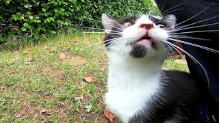 白キジ猫がモフられに来たのでナデナデしたら他の猫も次々にやって来た