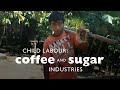 Child labour in the coffee and sugar industry  world vision canada