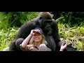 Verliebter Affe: Dieser Gorilla baggert die Frau seines Retters an