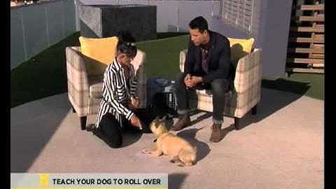 Bobtail: Ansie teaches us how to teach our dogs to roll over  (1.10.2013)