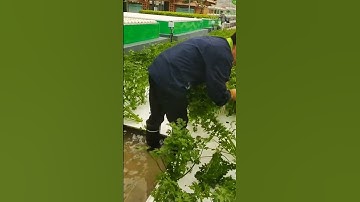 smart idea of hydroponic celery harvesting process #shorts