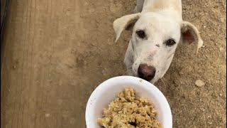 FEEDING STRAY DOGS - DAY 1 by Pet care 209 views 3 months ago 4 minutes, 58 seconds