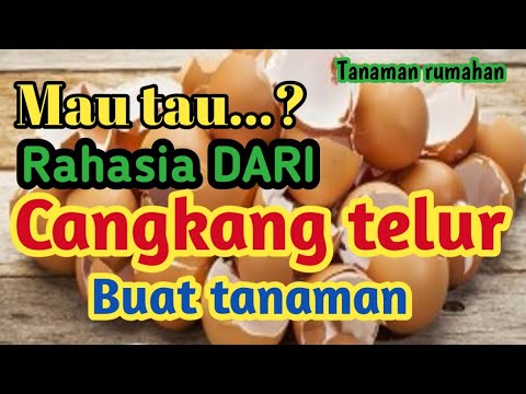  Manfaat  CANGKANG TELUR  untuk  tanaman  tanaman  rumahan 