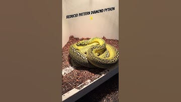Our STUNNING Diamond Python 🐍 #snake #carpetpythons #reptiles