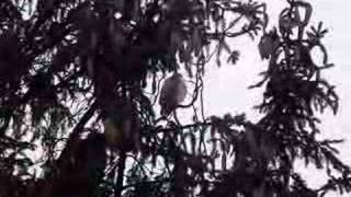Cooper's Hawk attackes feeder birds