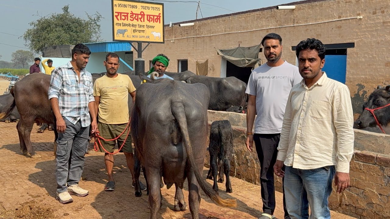 👍 15-18 लीटर दूध की 6 मुर्रा भैंस 1345000-160000 में जा रही Kota Rajasthan , 20 भैंसों की खरीद चालू 