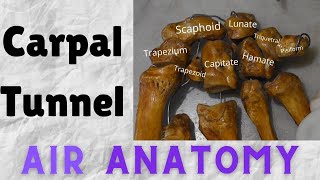 Carpal tunnel | Air Anatomy