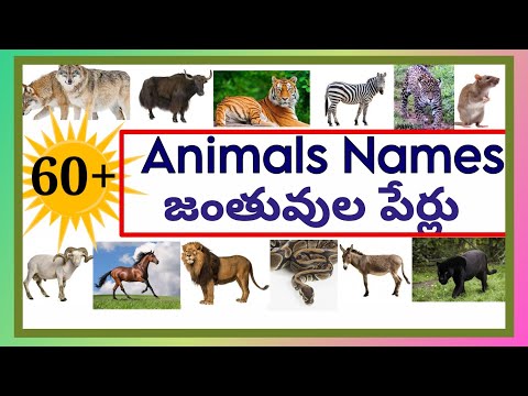 Names of Animals with images /జంతువుల పేర్లు/English vocabulary@Lightning minds