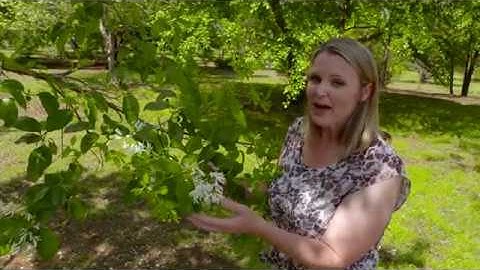 American Fringe Tree