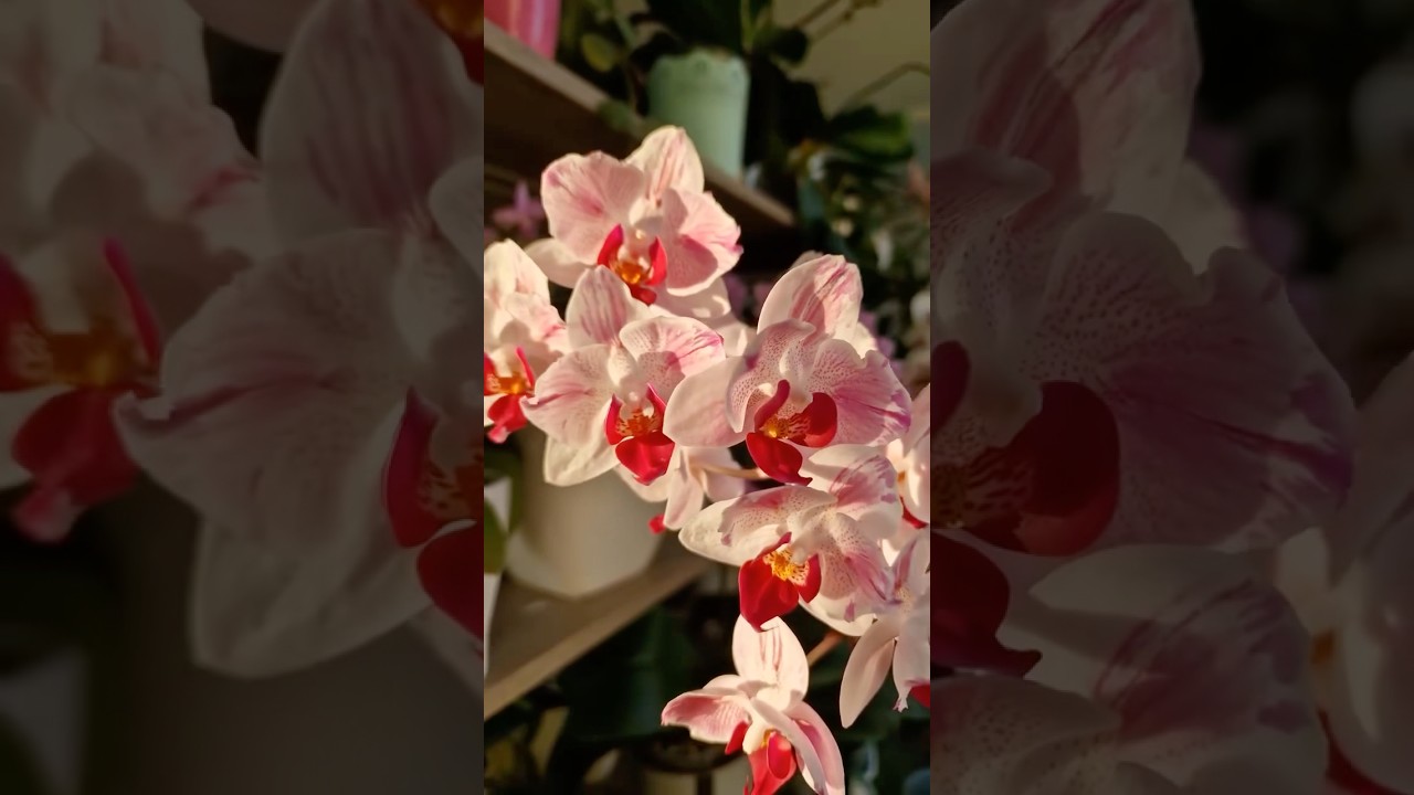 The World's Most Exotic Flower in 15 Seconds 🌸 