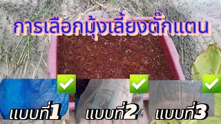 การเลือกมุ้งเลี้ยงตั๊กแตน #เกษตร #ตั๊กแตนปาทังก้า #เลี้ยงตั๊กแตน