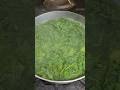 Can You Cook Arugula? Easy Sautéed Arugula Recipe for Healthy Diet & Weight Loss
