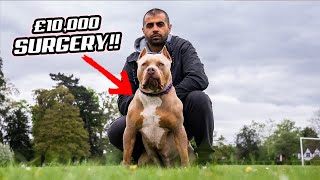 WHAT IT'S LIKE TO OWN A DISABLED XL BULLY!!  *ELBOW DYSPLASIA*