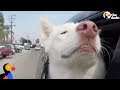 Dogs React To Being Adopted and Rescued: Happy Dog Compilation | The Dodo