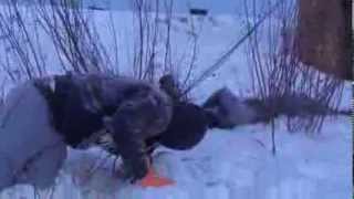 Sws Storona Crazy Winter 2014