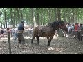 Concurs cu cai de tractiune - Sectiunea simplu - Negresti- Oas, Satu Mare 2017