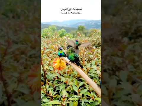 اجمل صباح صباح الخير جمال الطيور روعة طيور الصباح أجمل مع صوت العصافير