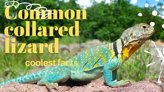 Common Collared Lizard facts🦎 Eastern Collared Lizard 🦎 Oklahoma Collared Lizard 🦎 North 🇺🇸