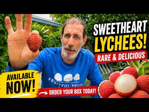 Forget Mangoes! These Rare Florida Lychees Are Incredible (2026 Season Guide)
