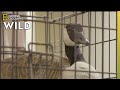 A Goose With a Broken Leg | Critter Fixers: Country Vets