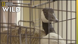 A Goose With a Broken Leg | Critter Fixers: Country Vets