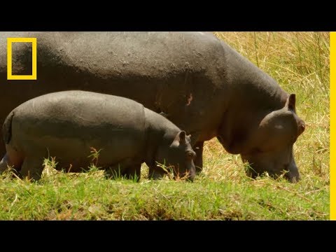 Le bébé hippopotame peut se nourrir grâce aux excréments de sa mère