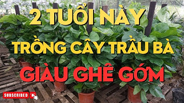Trồng cây trầu bà sẽ gánh tài lộc về nhà, tiền vàng kéo ầm ầm nếu rơi vào tay 2 con giáp này