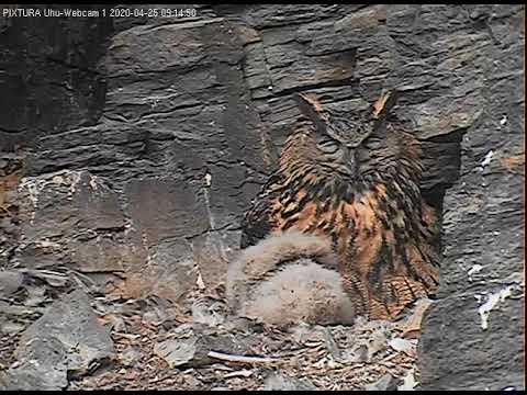 Eifel Older Owlet Poop Shot April 2020 live cam preview