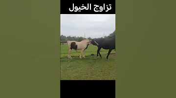 تزاوج الخيول خيل اكسبلور Animals Wildlife قصة تزاوج الخيول 