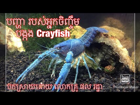 បញ្ហារបស់អ្នកចិញ្ចឹមបង្កង crayfish- problem of crayfish