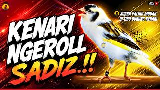 🔴MASTERAN KENARI GACOR ROLL SAMPAI TUNTAS💥 PANCINGAN AMPUH KENARI PAUD NGERIWIK CEPAT GACOR PANJANG
