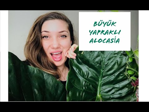 Video: Monstera'nın Anavatanı: Houseplant'ın Anavatanı Nerede? Keşfinin Tarihi