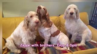 Zeppe The Spinone Italiano