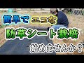 家庭菜園に最適！マルチシートより手軽でエコな、防草シート栽培始めませんか？