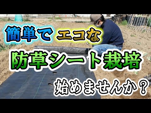 家庭菜園に最適 マルチシートより手軽でエコな 防草シート栽培始めませんか Youtube 家庭菜園に最適 マルチシートより手軽でエコな 防草シート栽培始めませんか Youtube