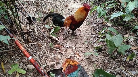 ต่อไก่ป่า Dib qaib qus tuaj zoo heev 4/01/2023