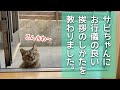 サビちゃんに挨拶と食事の仕方を教えてもらった