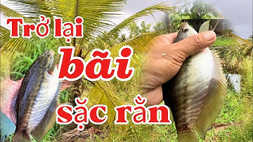 Câu cá sặc rằn bìa rừng U Minh Thượng #huukhuynhkiengiang (tập 200)