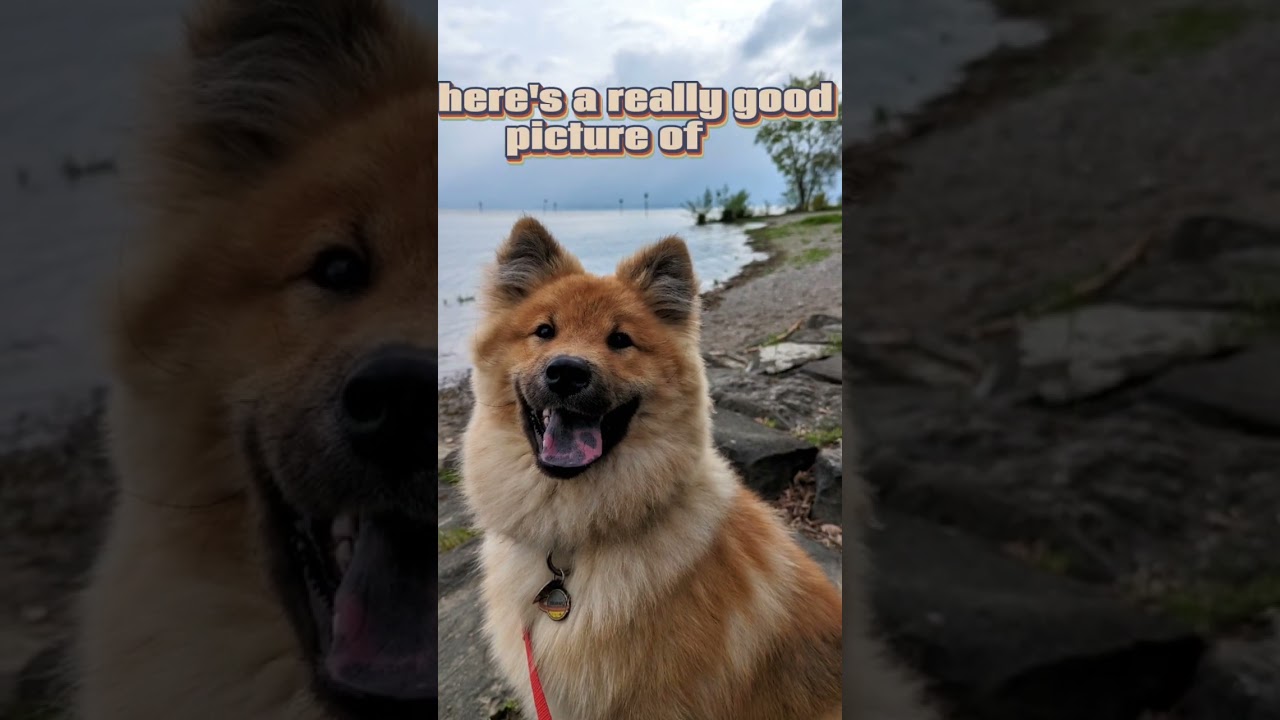 Just a good picture of me 🐶 