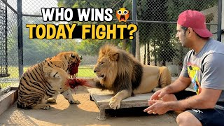 Lion Vs Tiger Aamne Samne Aakhir Jeet Kis Ki Hogi?
