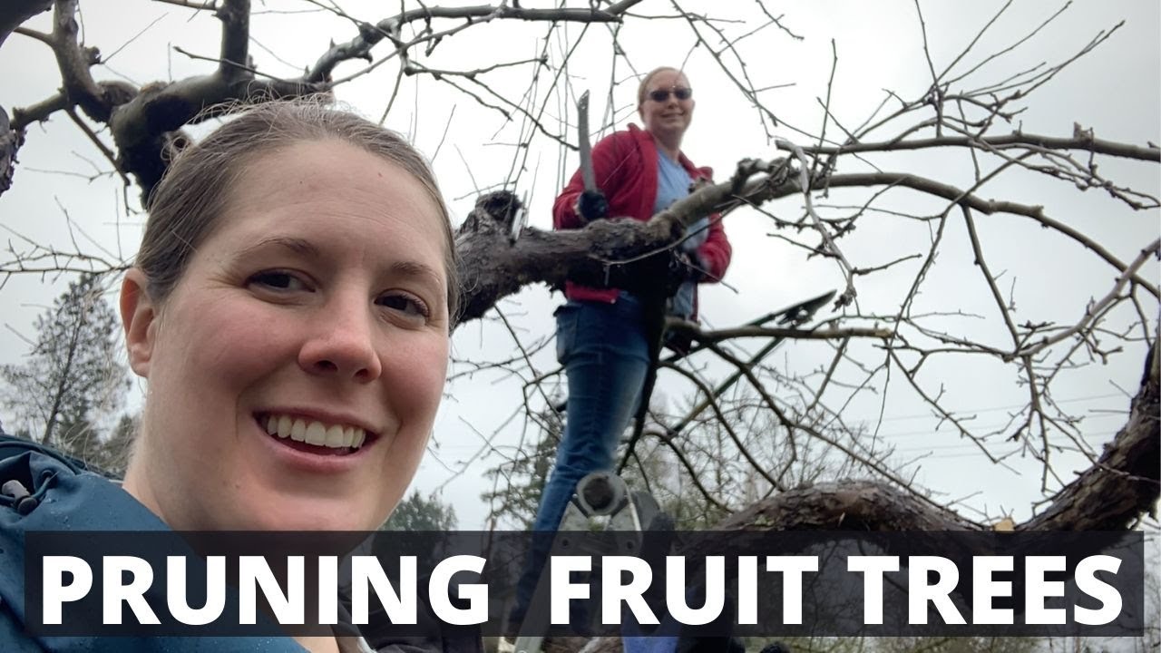 PRUNING MATURE FRUIT TREES - YouTube