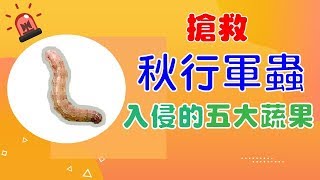 【五大健康蔬果】秋行軍蟲專吃這五大蔬果，搶救台灣農業一起 ...