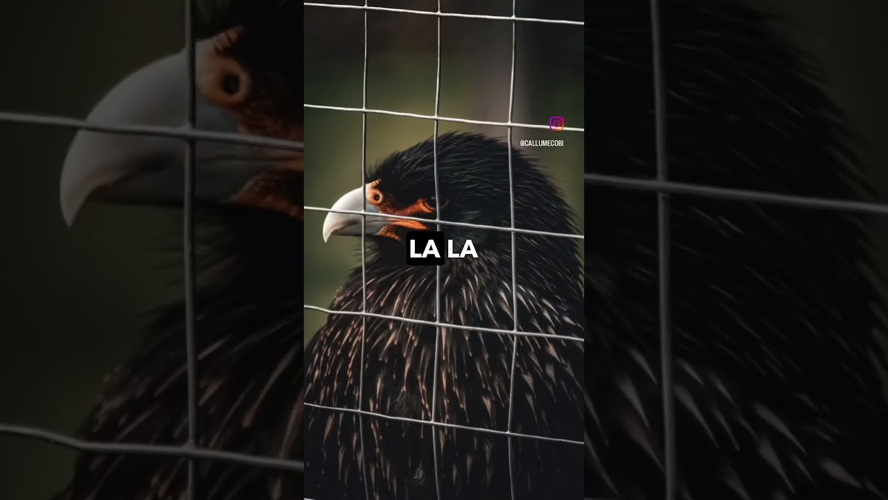 ✨Sony A6600 ✨ Epic Bird Shots📸   