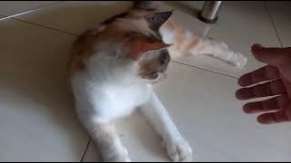 Cleaning Our New Home with Our Beloved Cats 🏠🐱 | New Home \u0026 Happy Start