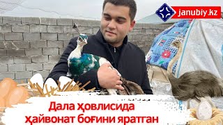 ТУЯҚУШЛАРНИ ПАРВАРИШЛАШ ҲАҚИДА / ДАЛА ҲОВЛИСИДА ҲАЙВОНАТ БОҒИНИ ЯРАТГАН  РАИМЖОН ҚЎЧҚОРОВ  СУҲБАТИ /