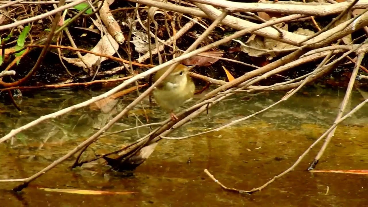 Manchurian Bush Warbler Horornis borealis 远东树莺 1 25 18 Zhongshan